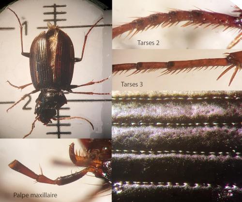Réf. 258 166 : Nebria salina