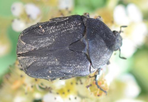 Réf. 258 239 : Netocia morio