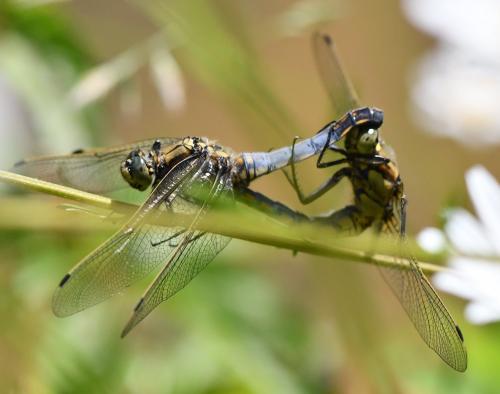 Orthetrum cancellatum