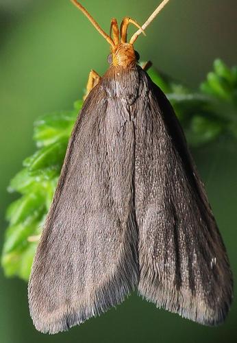 Réf. 258 192 : Eurodachtha pallicornella