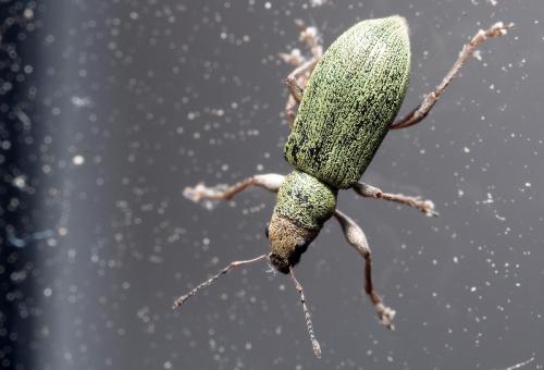 Réf. 258 054 : Pachyrhinus lethierryi
