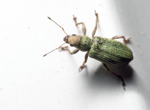 Réf. 258 055 : Pachyrhinus lethierryi