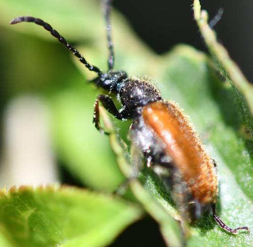 Pseudovadonia livida