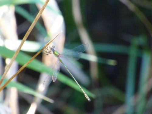 Chalcolestes viridis