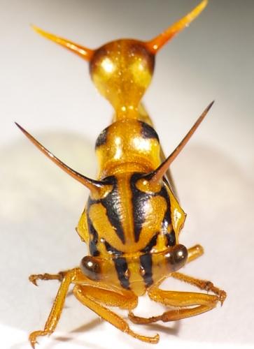 Heteronotus sp.
