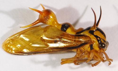 Heteronotus sp.