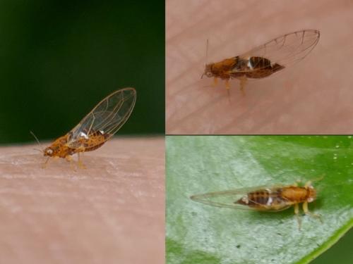 Réf. 258 579 : Lauritrioza alacris