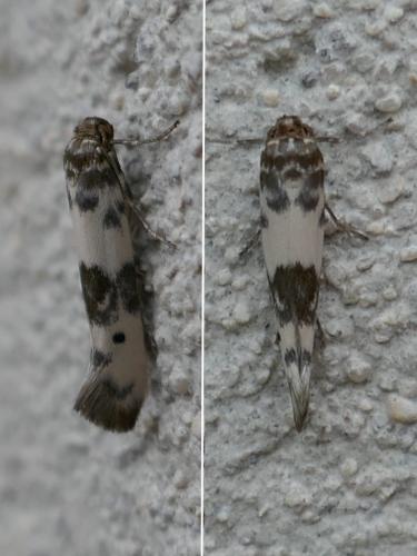 Enolmis acanthella