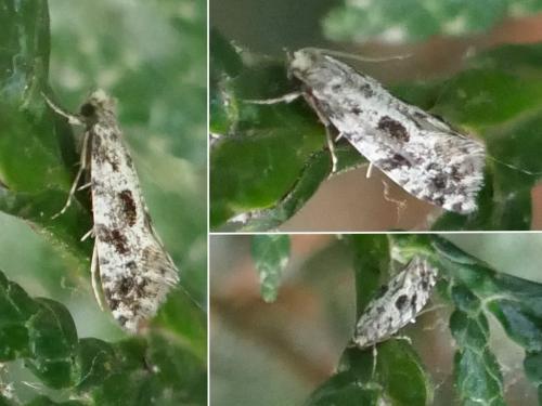 Réf. 258 943 : Nemapogon sp.