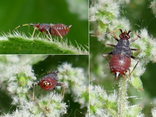 Réf. 258 177 : Deraeocoris ruber