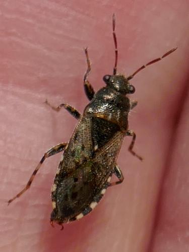 Réf. 258 174 : Heterogaster urticae