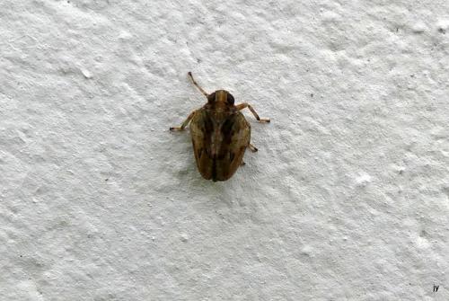 Issus coleoptratus