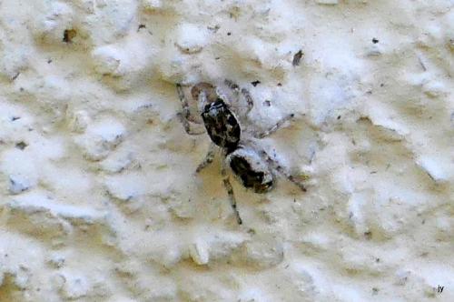 Salticus zebraneus