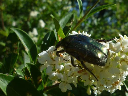 Réf. 258 858 : Potosia cuprea