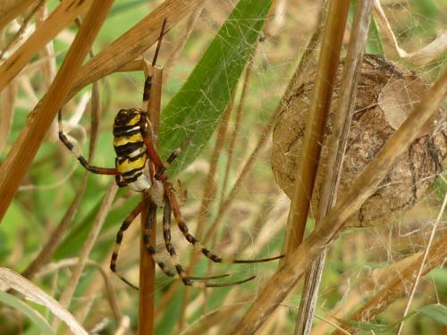 Réf. 258 718 : Argiope bruennichi