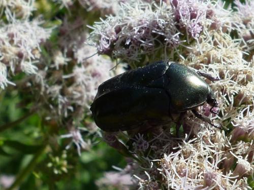 Potosia sp.