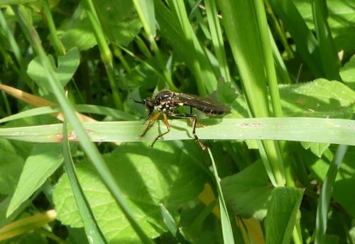 Dioctria rufipes