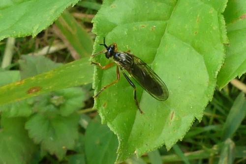 Dioctria rufipes