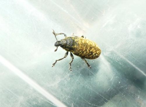Réf. 258 365 : Rhinocyllus conicus