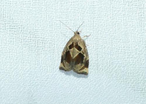 Archips crataegana