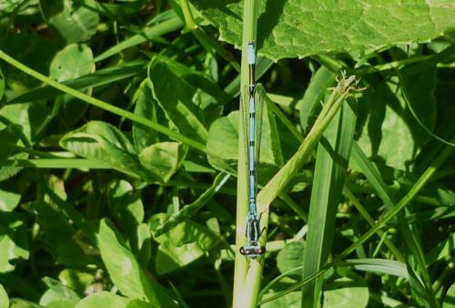 Coenagrion puella