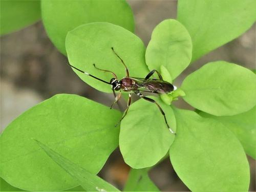 Crytea erythraea