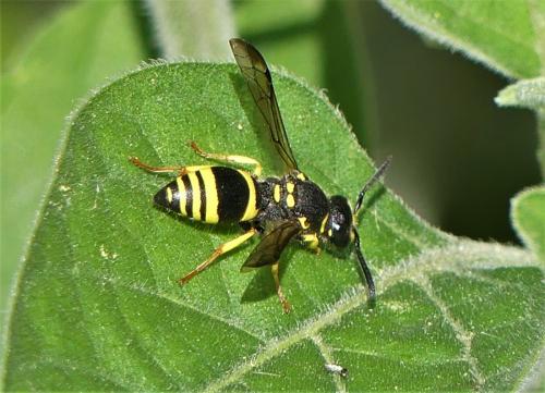 Ancistrocerus sp.