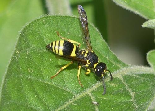 Ancistrocerus sp.