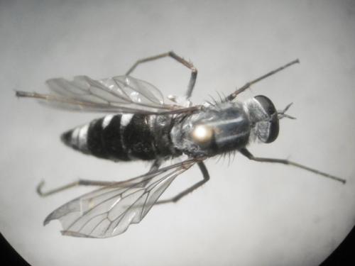 Thereva sp.
