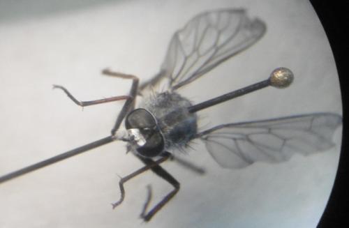 Thereva sp.