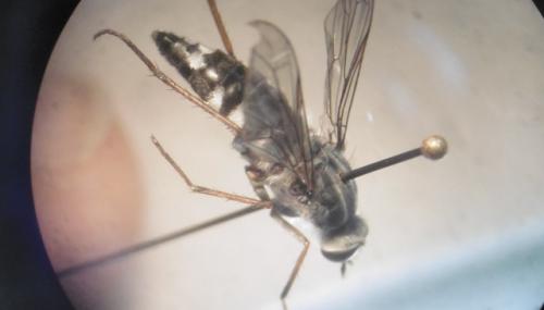 Thereva sp.