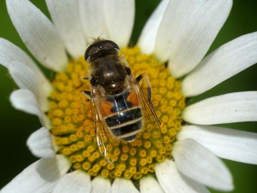 Réf. 258 399 : Eristalis arbustorum