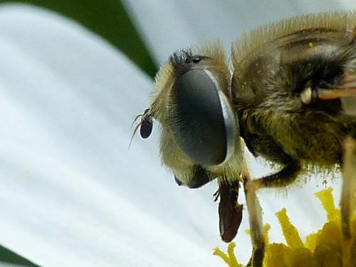 Eristalis arbustorum