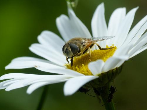 Eristalis arbustorum
