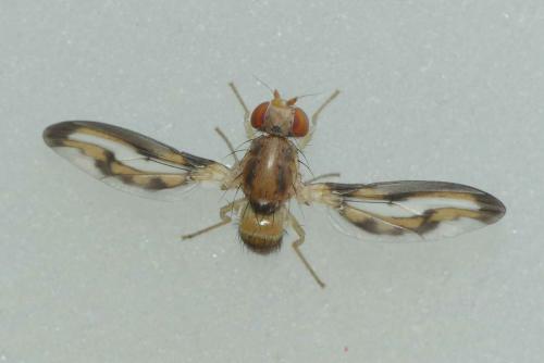 Toxoneura muliebris