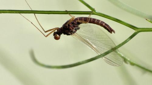 Serratella ignita