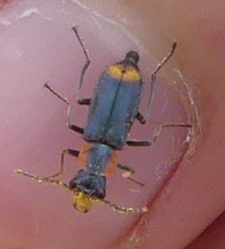 Réf. 258 735 : Clanoptilus marginellus