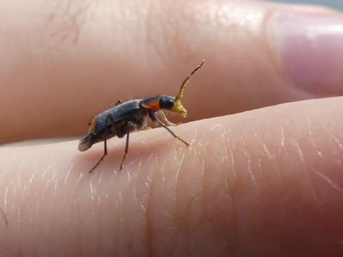 Réf. 258 737 : Clanoptilus marginellus