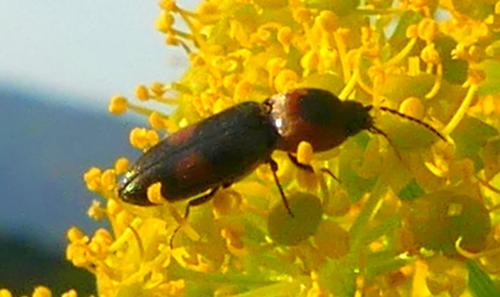 Cardiophorus biguttatus