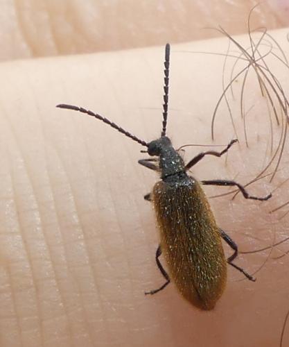 Lagria hirta