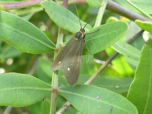 Dysauxes punctata