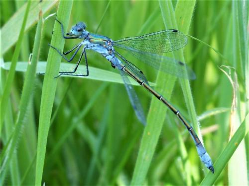 Lestes dryas