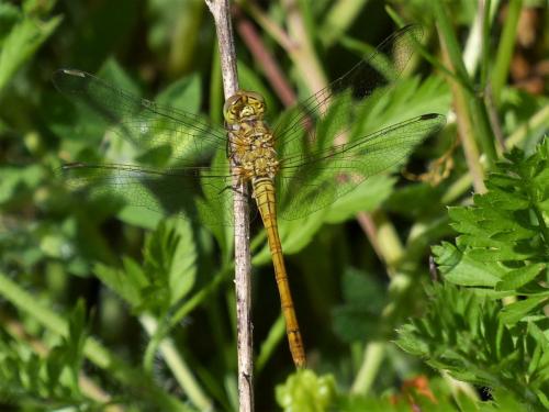 Réf. 258 121 : Sympetrum meridionale