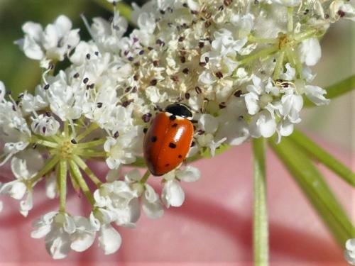 Hippodamia variegata