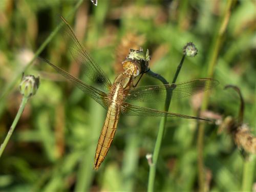 Réf. 258 885 : Crocothemis erythraea