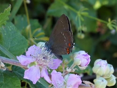 Réf. 258 862 : Satyrium ilicis