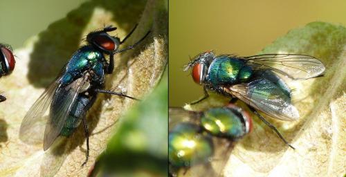 Lucilia sericata