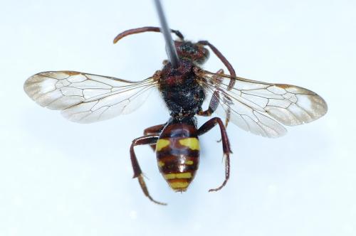 Nomada ruficornis