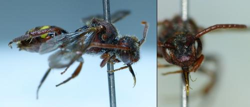 Réf. 258 368 : Nomada ruficornis