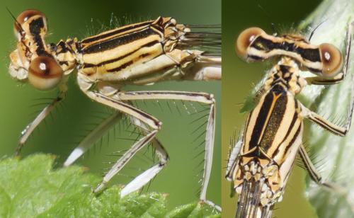 Platycnemis pennipes